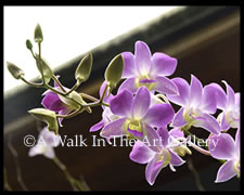 Purple & White Flowers